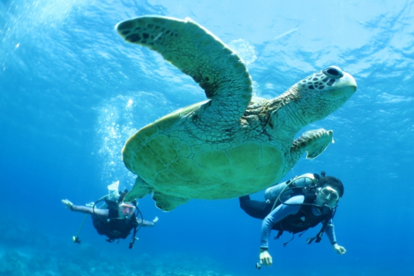 沼津 ファンダイビング